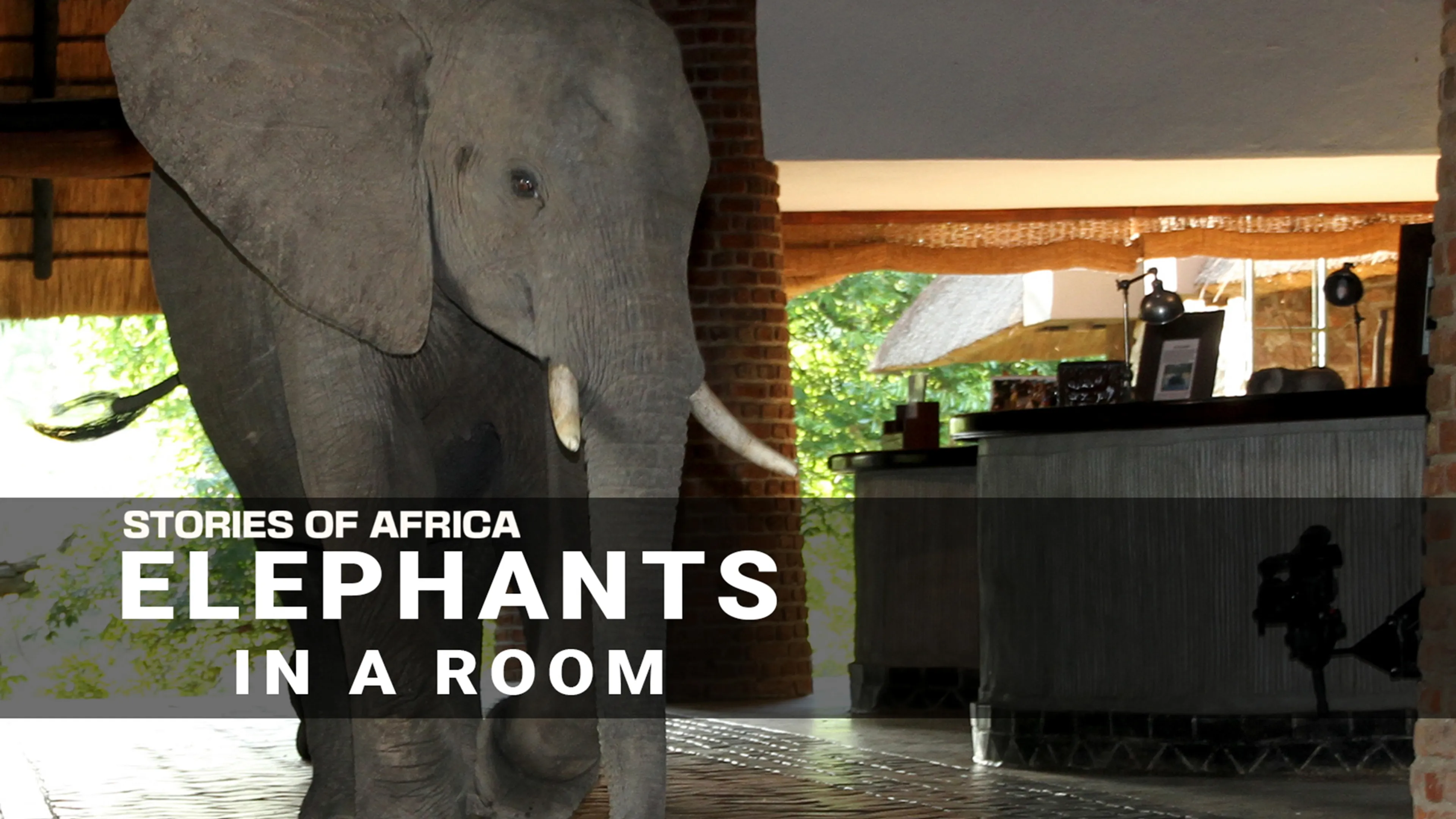 Stories of Africa: Elephants in the Room poster
